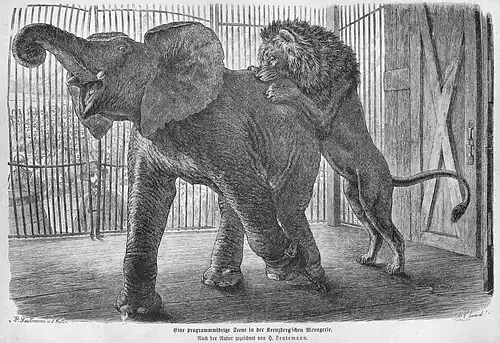 Die Gartenlaube (1873) b 321.jpg Eine programmwidrige Scene in der Kreuzberg’schen Menagerie. Nach der Natur gezeichnet von H. Leutemann (S)