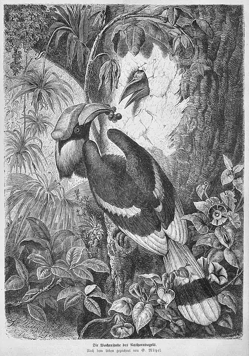 Die Gartenlaube (1873) b 539.jpg Die Wochenstube des Nashornvogels. Nach dem Leben gezeichnet von G. Mützel (S)
