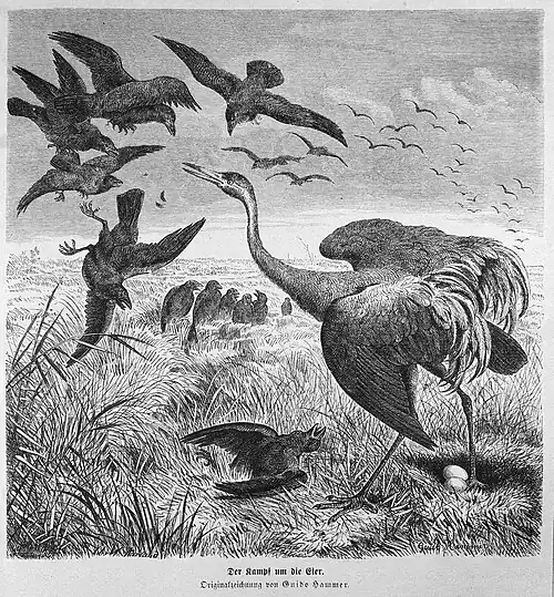 Die Gartenlaube (1874) b 191.jpg Der Kampf um die Eier. Orignialzeichnung von Guido Hammer.