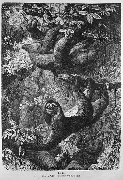 Die Gartenlaube (1874) b 383.jpg Der Aï. Nach der Natur aufgenommen von G. Mützel.