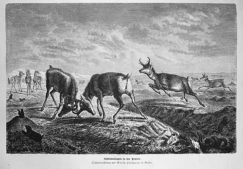 Die Gartenlaube (1874) b 495.jpg Gabelantilopen in der Prairie. Originalzeichnung von Moritz Hoffmann in Berlin.