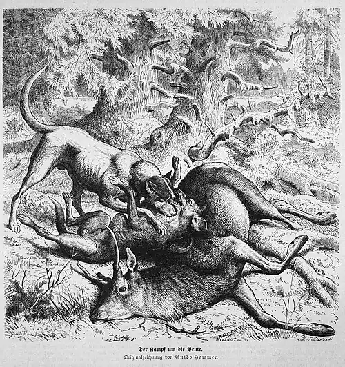 Die Gartenlaube (1874) b 559.jpg Der Kampf um die Beute. Originalzeichnung von Guido Hammer.