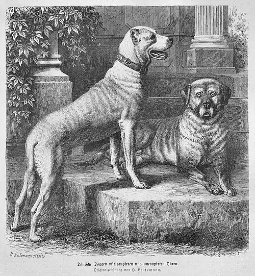 Die Gartenlaube (1875) b 825.jpg Dänische Dogge mit coupirten und uncoupirten Ohren. Originalzeichnung von H. Leutemann