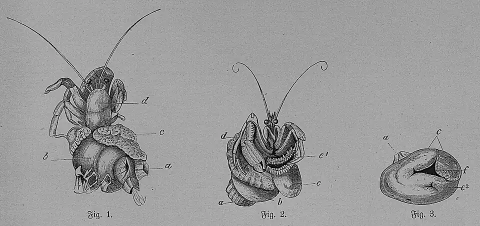 Die Gartenlaube (1876) b 417.jpg Pagurus und Adamsia