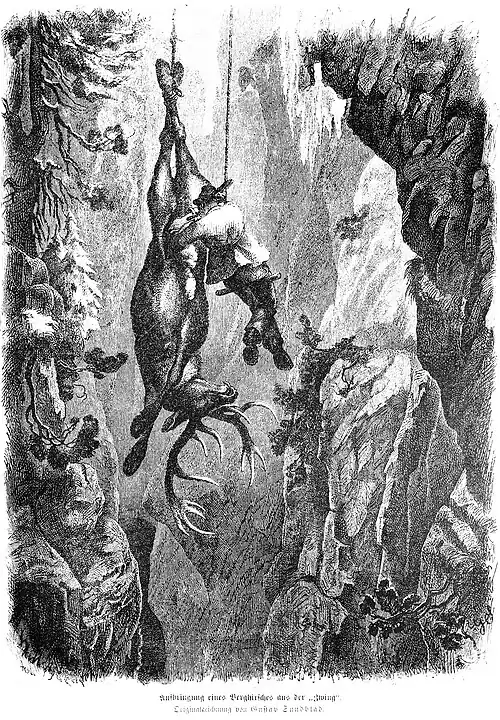 Die Gartenlaube (1876) b 517.jpg Aufbringung eines Berghirsches aus der „Zwing“ Originalzeichnung von Gustav Sundblad