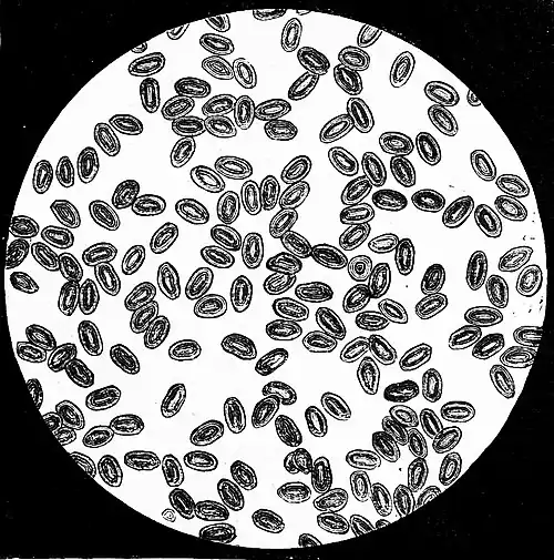 Die Gartenlaube (1876) b 697 3.jpg Fig. 3. Taubenblut