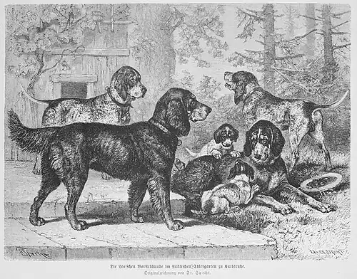 Die Gartenlaube (1877) b 345.jpg Die Leo’schen Vorstehhunde um städtischen Tiergarten zu Karlsruhe. Originalzeichnung von Fr. Specht