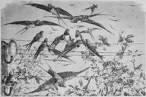 Die Gartenlaube (1878) b 227.jpg Boten des Frühlings. Originalzeichnung von Albert Richter.