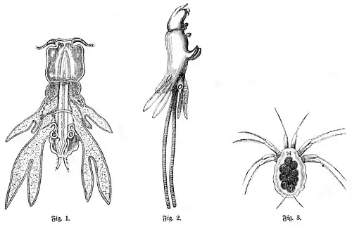 Die Gartenlaube (1878) b 263.jpg Lernanthropus Kroyeri