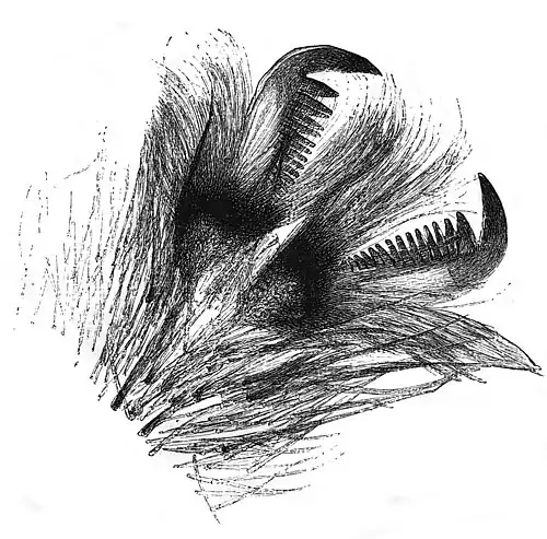 Die Gartenlaube (1878) b 379.jpg Fuß der Smaragdspinne