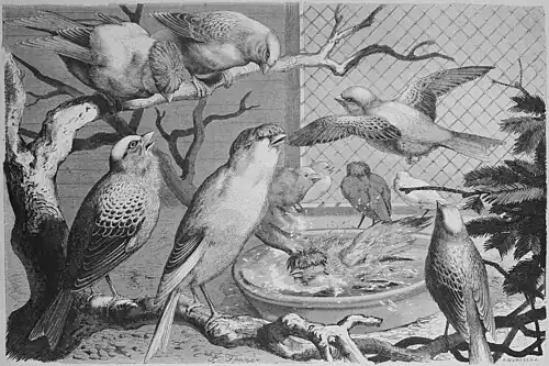 Die Gartenlaube (1878) b 565.jpg Englische Zuchtkanarien: Norwich und Lizard-Vögel Nach englischen Chromolithographien entworfen von Fedor Flinzer (S)