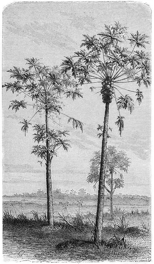 Die Gartenlaube (1878) b 793.jpg Melonenbäume