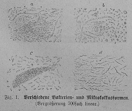 Die Gartenlaube (1879) b 063 1.jpg Fig. 1. Verschiedene Bakterien- und Mikrokokkusformen