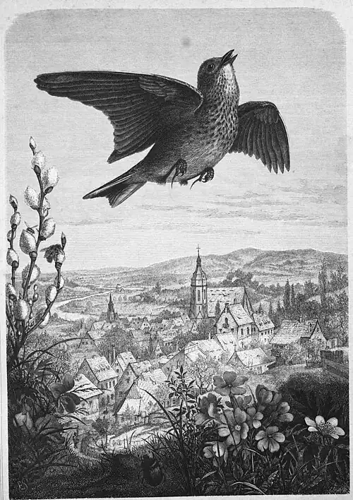 Die Gartenlaube (1879) b 281.jpg Ein Lenzprophet. Originalzeichnung von Emil Schmidt in Hamburg (S)