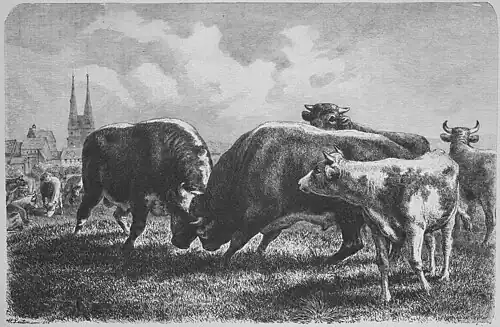 Die Gartenlaube (1879) b 357.jpg Stierkampf auf dem ersten Weide-Austrieb. Ein Frühlingsbild von H. Leutemann (S)