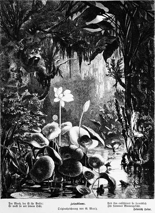 Die Gartenlaube (1880) b 173.jpg Lotosblume