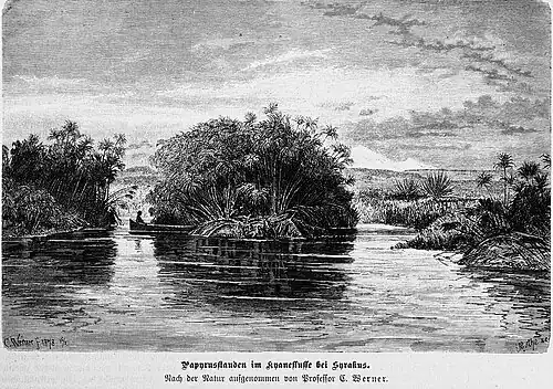 Die Gartenlaube (1880) b 241.jpg Papyrusstauden im Kyaneflusse bei Syrakus
