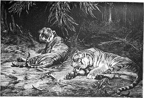 Die Gartenlaube (1880) b 385.jpg Königstiger. Von Paul Meyerheim