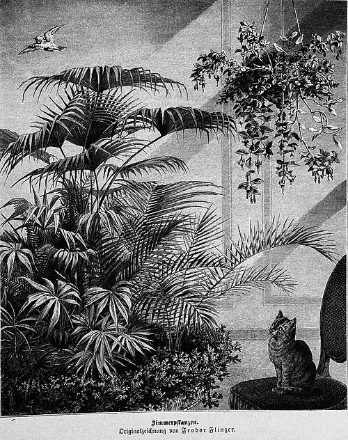 Die Gartenlaube (1880) b 825.jpg Zimmerpflanzen. Originalzeichnung von Fedor Flinzer