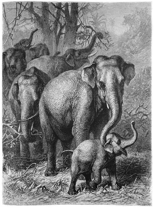 Die Gartenlaube (1881) b 017.jpg Elephantenwanderung Originalzeichnung von F. Specht (S)