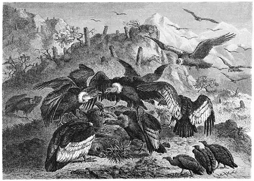 Die Gartenlaube (1881) b 049.jpg Condormahl in den Cordilleren Nach der Natur gezeichnet von A. Goering