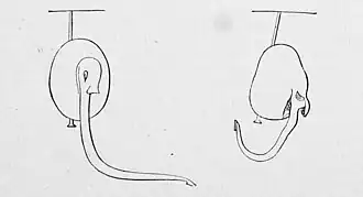 Die Gartenlaube (1881) b 230.jpg Ablenkung senkrecht herabgewachsener Erbsenwürzelchen durch an der Spitze einseitig angeklebte Cartonquadrate in 24 Stunden.