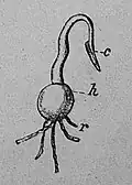 Die Gartenlaube (1881) b 285 2.jpg Sämling des persischen Alpenveilchens.