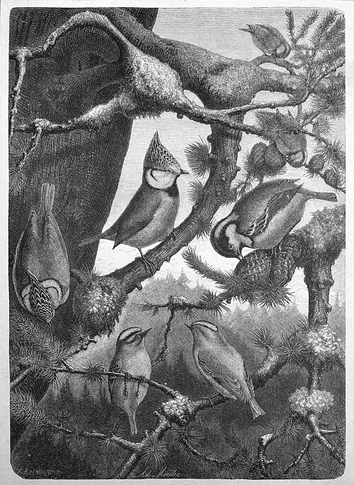 Die Gartenlaube (1881) b 477.jpg Bilder heimischer Meisen 2. Haubenmeise, Tannenmeise. - Goldhähnchen Originalzeichnungen von Afolf Müller (S)
