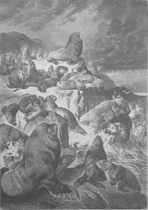 Die Gartenlaube (1881) b 605.jpg Die Seelöwen Originalzeichnung von G. Mützel (S)