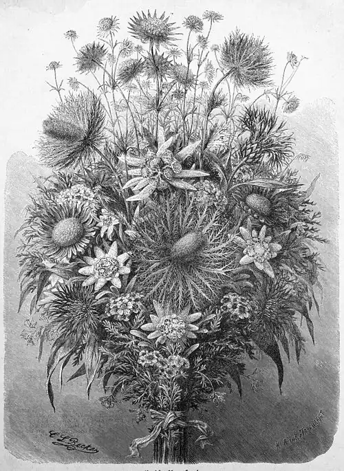 Die Gartenlaube (1881) b 657.jpg Ein Alpenblumenstrauß. Nach der Natur gezeichnet von C. L. Becker (S)