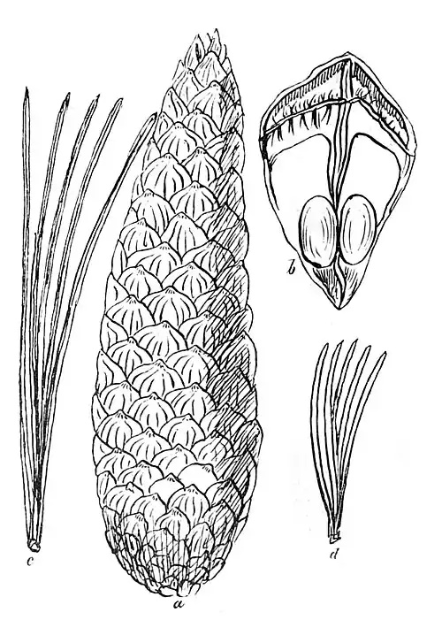 Die Gartenlaube (1881) b 800.jpg Die Zuckertanne (Pinus Lambertiana.)