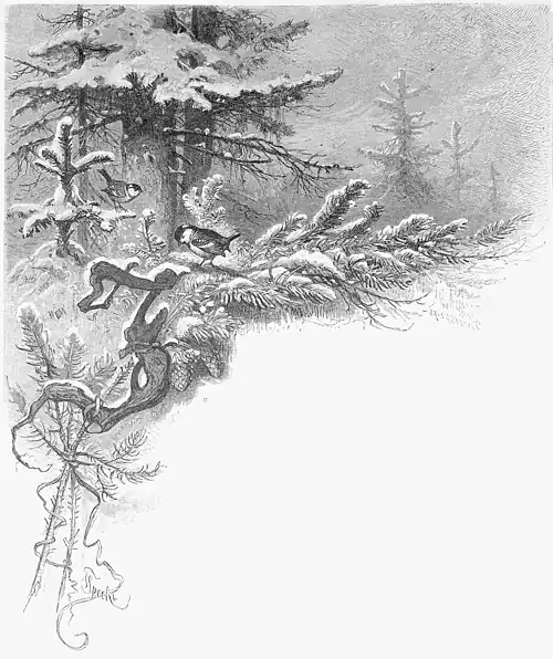 Die Gartenlaube (1881) b 880.jpg Tannenmeisen [Friedrich Specht]