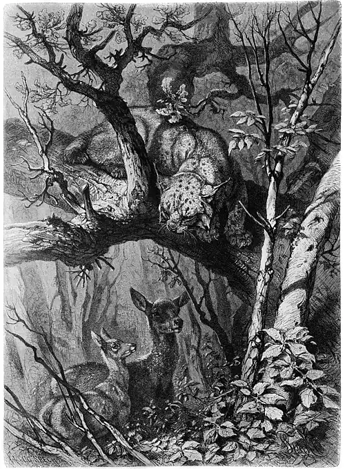 S. 213: Luchs auf der Lauer. Originalzeichnung von F. Specht (S)