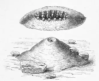 Die Gartenlaube (1883) b 176 1.jpg Fig. 1 Honigameisen