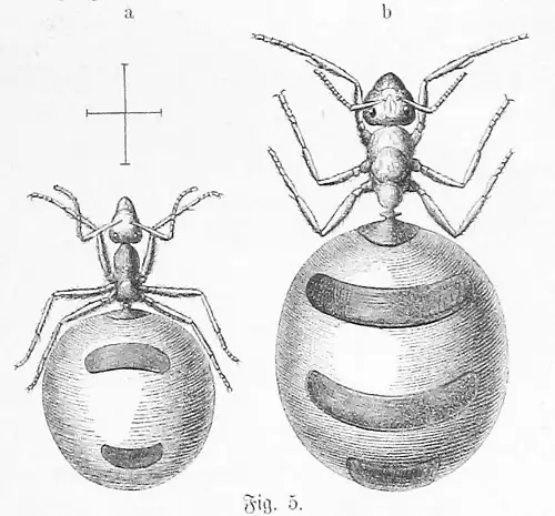 Die Gartenlaube (1883) b 176 5.jpg Fig. 5 Honigameisen