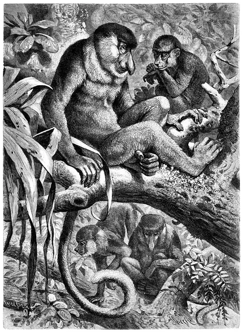 Die Gartenlaube (1883) b 241.jpg Die Nasenaffen des zoologischen Gartens zu Batavia. Zum ersten Male nach dem Leben für die „Gartenlaube“ gezeichnet von Dr. O. Finsch. Auf Holz übertragen von F. Specht (S)