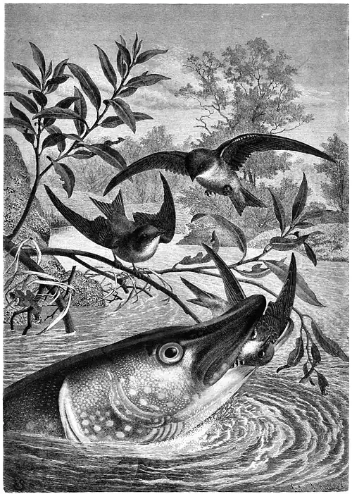 Die Gartenlaube (1883) b 361.jpg Hecht und Uferschwalben. Originalzeichnung von E. Schmidt (S)