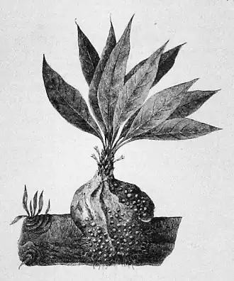 Die Gartenlaube (1883) b 389 1.jpg Fig. 3. Rumph’s „rothes Mierennest“