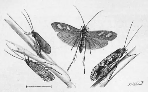 Die Gartenlaube (1883) b 504 1.jpg Köcherfliegen. Originalzeichnung von E. Schmidt