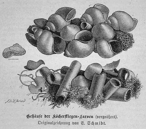 Die Gartenlaube (1883) b 512.jpg