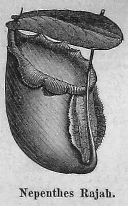 Die Gartenlaube (1883) b 802 2.jpg