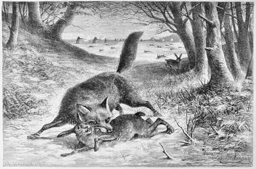 Die Gartenlaube (1883) b 841.jpg (S) Reinecke auf der Treibjagd. Originalzeichnung von L. Beckmann