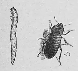 Die Gartenlaube (1884) b 035.jpg Mehlwurm und Mehlkäfer