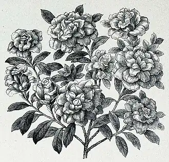 Die Gartenlaube (1884) b 139.jpg Azalea balsaminaeflora