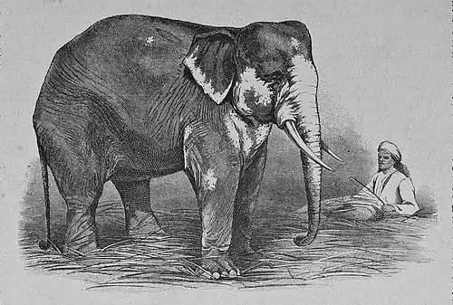 Die Gartenlaube (1884) b 156.jpg Barnum’s „weißer“ Elephant