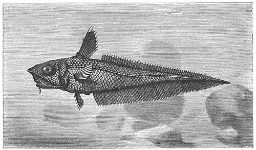 Die Gartenlaube (1884) b 241_2.jpg Macrurus australis Gefischt in der Tiefe von 4500 Metern