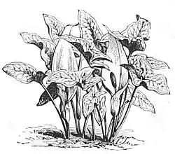 Die Gartenlaube (1884) b 346_1.jpg Fig. 1. Arum italicum, italienische Zehrwurz