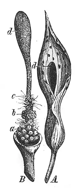 Die Gartenlaube (1884) b 347_1.jpg Fig. 3. Blüthenstand des gefleckten Aronstabs