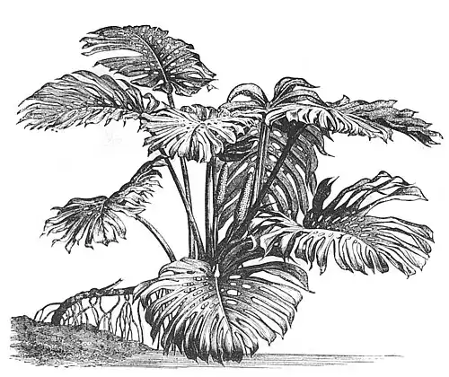 Die Gartenlaube (1884) b 348_1.jpg Fig. 5. Philodendron pertusum
