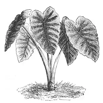 Die Gartenlaube (1884) b 348_2.jpg Fig. 6. Colocasia esculenta, eßbares Caladium